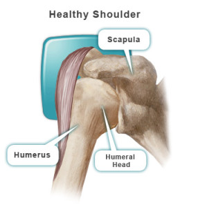 Shoulder-Anatomy-labeled